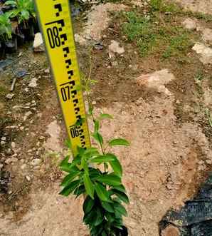 蒜香藤是几月开花？，大蒜香藤开花图片