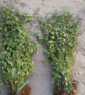金边扶芳藤产地，枣庄金边扶芳藤