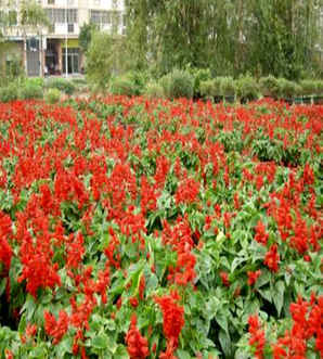 一串红什么季节开花，一串红几月份开花结果