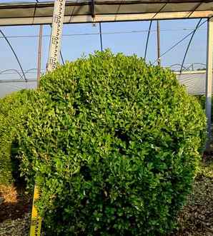 小叶黄杨球怎么种植方法，云南小叶黄杨球种植基地