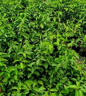 爬墙植物蒜香藤，蒜香藤能否爬墙？