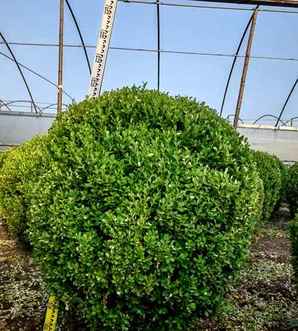 小叶黄杨球怎么种植方法，云南小叶黄杨球种植基地