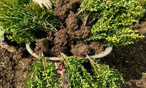 小叶黄杨苗种植时间，泰安市小叶黄杨种植基地