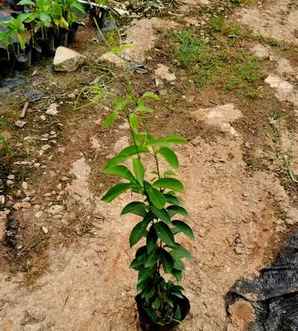 蒜香藤和飘香藤能不能一起种？，飘香藤和爬藤种一起的效果