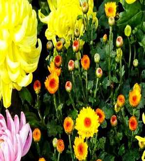 菊花价格，八仙桌厂家价格