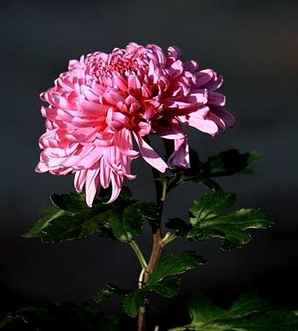 菊花价格，八仙桌厂家价格