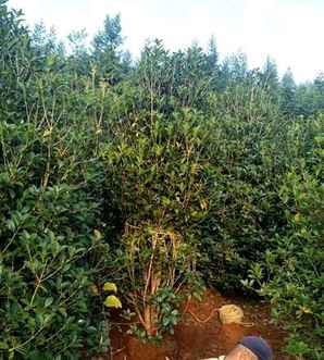 桂花树的价格，桂花树10公分补偿价格