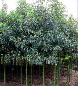 香樟树寓意和象征，香樟树对于学校的寓意和象征