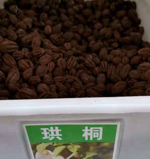珙桐种子价格，珙桐供应