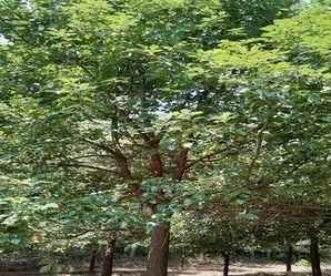 香樟树寓意和象征，香樟树对于学校的寓意和象征