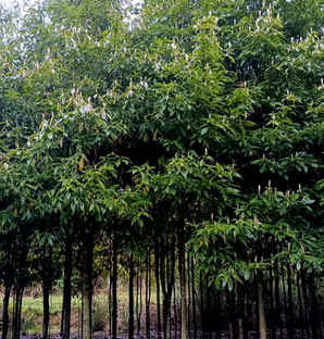 闽楠树种子什么保存时间最长，楠树种植时间