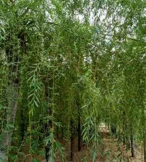 金丝垂柳哪里有，金丝垂柳基地图片