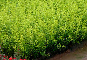 日本女贞是草本还是木本，小叶女贞是木本植物还是草本