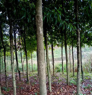 楠树种植全过程，闽楠树种子如何种植