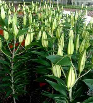 香水百合种球种植方法全过程，香水百合种球怎么种植