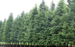 水杉几月份成活率最高，水杉怎么栽植成活率高