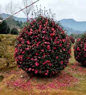 茶梅球栽植方法，茶梅球图片欣赏