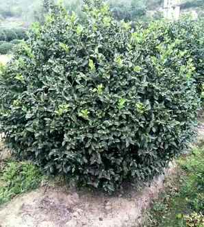 茶梅球栽植方法，茶梅球图片欣赏