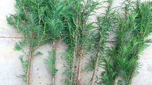 水杉的移栽养护方法有哪些，水杉小苗移植及管理方法