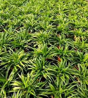 青兰是什么植物