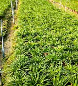 青兰花53度30年的价格是多少，青兰花