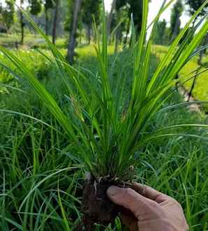 苔草价格，苔草价格
