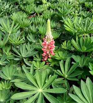 甘肃鲁冰花小苗种植基地，鲁冰花小苗种植注意事项
