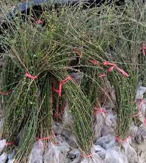 迎春花种植批发，迎春花批发基地