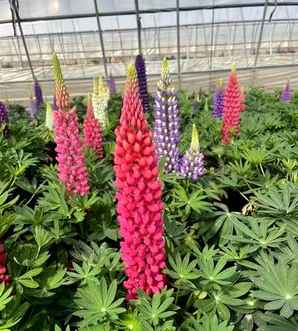 甘肃鲁冰花小苗种植基地，鲁冰花小苗种植注意事项