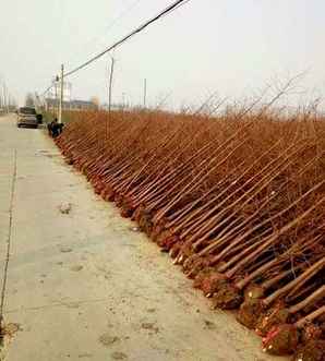水杉树适合在哪里种植，水杉树适合栽什么地方