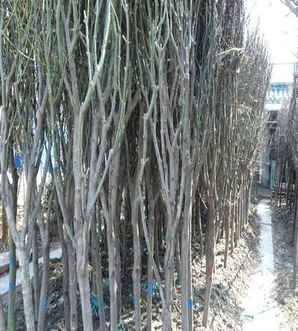 枫树繁殖种植方法，青枫树的繁殖和栽培方法