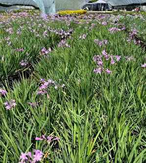 紫娇花是阴生植物吗，紫娇花植物种子价格及图片