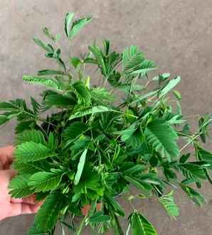 含羞草价格一览表，含羞草价格