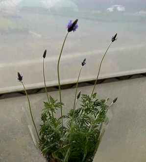 薰衣草小苗，薰衣草小苗
