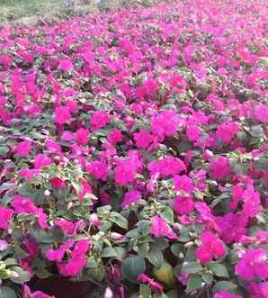 凤仙花哪里像凤凰