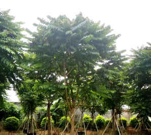 麻楝树小苗哪里有卖的，麻楝树25公分广东价格