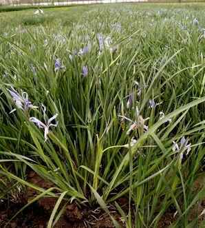 马兰花植物价格表，马兰花为什么值钱