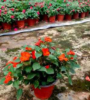 凤仙花种植几天才能发芽，凤仙花一平方种植多少株