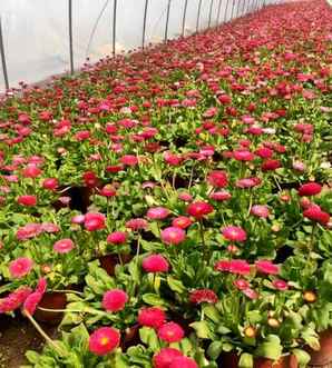 雏菊苗价格，雏菊苗价格表
