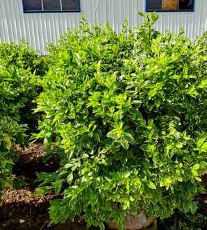 金叶连翘是草本还是木本植物，花叶连翘是草本还是木本