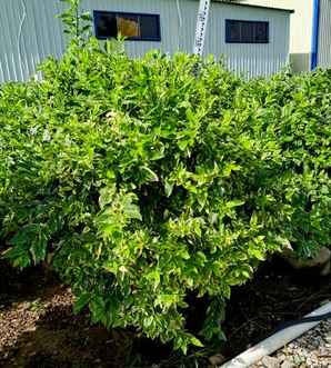 金叶连翘是草本还是木本植物，花叶连翘是草本还是木本