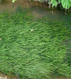 苦草水草种植，野生苦草水草