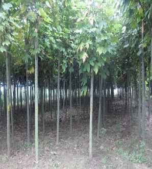 一年3公分青桐树苗价格，青桐树苗价格