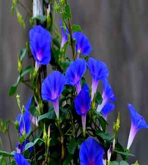 蓝牵牛花种子，牵牛花种子图片