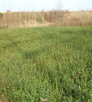 水蜡苗价格，水蜡树苗价格