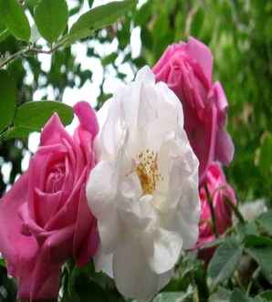 蔷薇的历史，蔷薇的历史文化