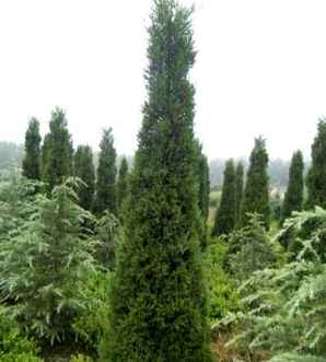 圆柏树基地，1.3米侧柏树种植基地