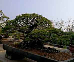 雪月花五叶松小苗出售价格，日本五叶松盆景小苗图片