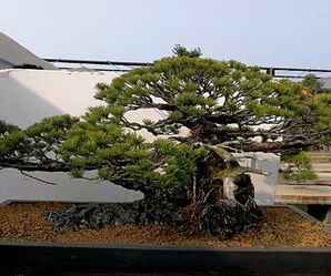 雪月花五叶松小苗出售价格，日本五叶松盆景小苗图片