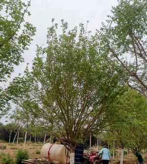 元宝枫种子怎么催芽，元宝枫催芽后如何种植